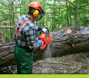 Arbortrim Training