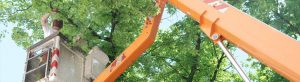 Powerline Vegetation Control