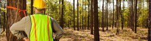 Diploma of Arboriculture
