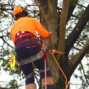 FREE Tree felling