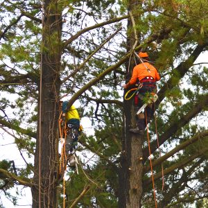 FREE Tree felling