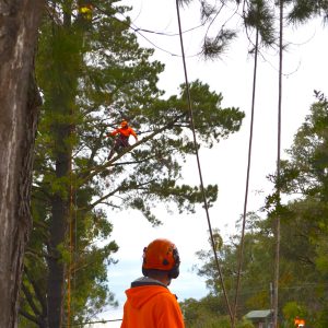 FREE Tree felling