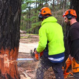 FREE Tree felling