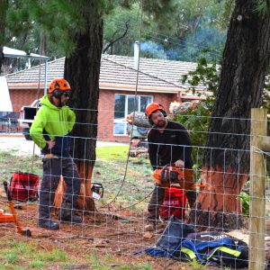 FREE Tree felling