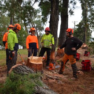 FREE Tree felling