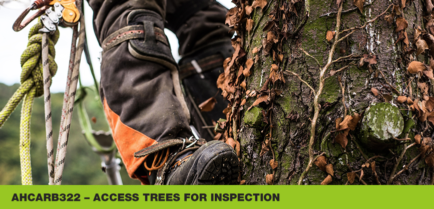 Arborist Tree Climbing Training Courses